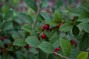 Large cherry berries on a branch