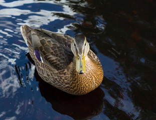 Brown ducks close up