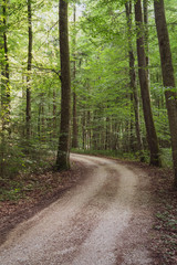 Fototapeta premium Waldweg
