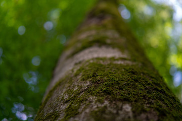 Macroaufnahme Baum