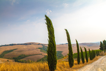 Italy wonderful land: cypresses in the wind in Tuscany