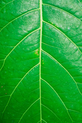 Green Leaf Texture background with light behind