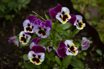 Summer flowers. Big urple sweaters