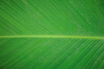 Green Leaf Texture background with light behind