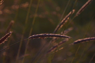 Grasses at sunset with s beetle on plant in backlight