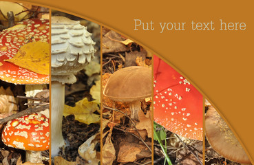 Collage from from poisonous and edible mushrooms, a toadstools. Mushroom collage. Autumn collage...