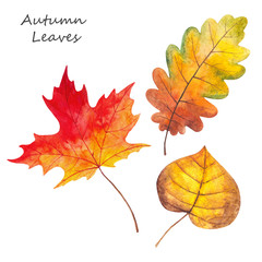 Watercolor illustration of yellow, red and green autumn leaves. Forest design elements. Hand drawn.