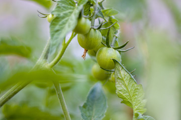 Fototapeta premium green cherry tomatoes growing