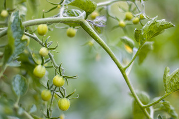 green cherry tomatoes grows