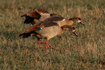 Drei Enten