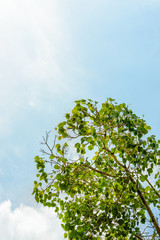 Fototapeta premium Looking up to the top of the Bodhi tree on the clear sky with a copy space.