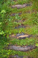 wooden steps overgrown with grass