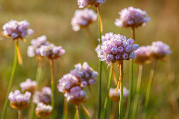 Beautiful pink armeria with drops of dew. Selective focus on single flower head