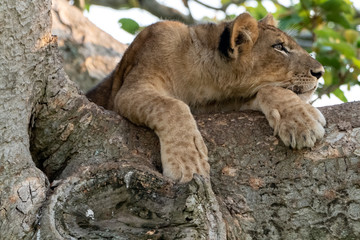 Fototapeta na wymiar Löwe (Panthera leo) Baumlöwe Afrika Uganda queen elizabeth nationalpark
