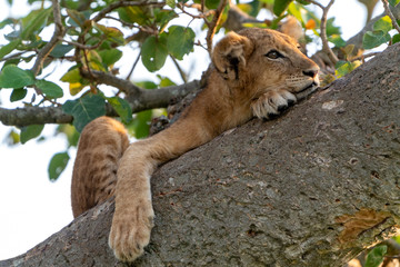 Löwe (Panthera leo) Baumlöwe Afrika Uganda queen elizabeth nationalpark