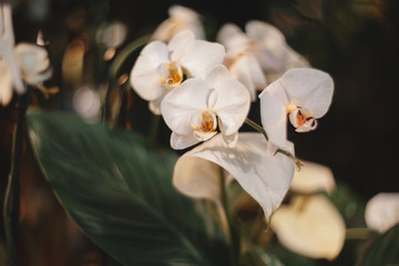 White orchid flowers. Beautiful flowers