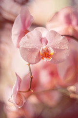 Naklejka na ściany i meble Gentle pink flowers. Orchids