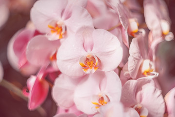Fototapeta na wymiar Gentle pink flowers. Orchids