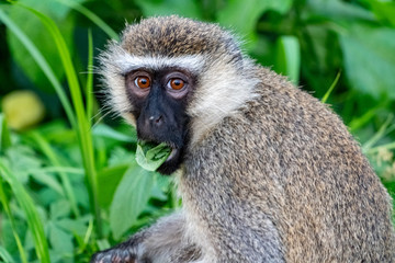 Velvet Affe Südliche Grünmeerkatze (Chlorocebus pygerythrus)