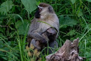 Velvet Affe Südliche Grünmeerkatze (Chlorocebus pygerythrus)