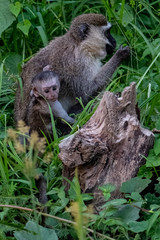 Velvet Affe Südliche Grünmeerkatze (Chlorocebus pygerythrus)
