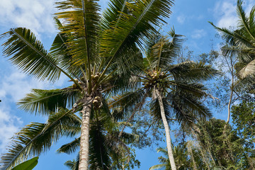 Fototapeta na wymiar Two palm trees in a bluish sky