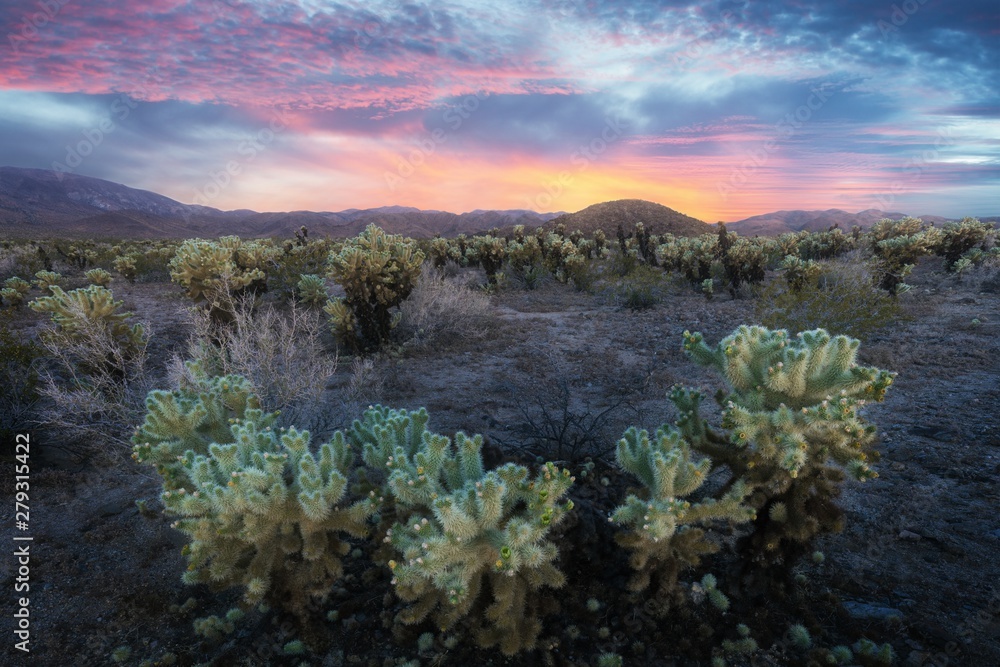 Poster cholla cactus garden in joshua tree national park at sunset. in this national park the mojave desert