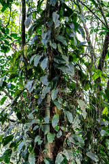 Afrika Jungel Bwindi Impenetrable National Park