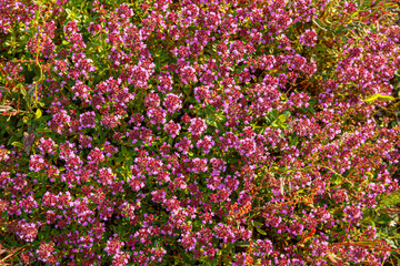 Thyme thyme blooming - Thymus serpyllum. Ground cover thyme plant for rock garden.