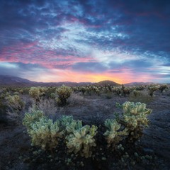 Cholla Cactus Garden in Joshua Tree National Park at sunset. In this national park the Mojave...