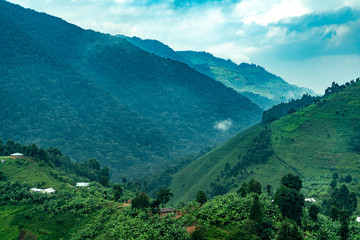 Afrika Jungel Bwindi Impenetrable National Park