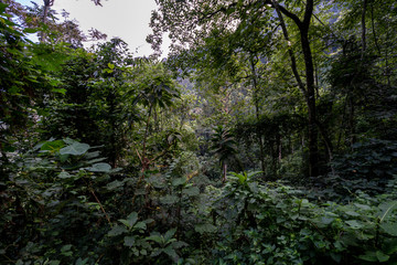Afrika Jungel Bwindi Impenetrable National Park