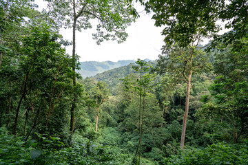 Afrika Jungel Bwindi Impenetrable National Park