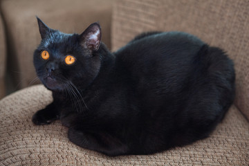 british shorthair cat closeup