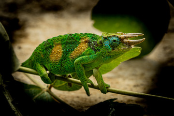 Chamäleon Dreihornchamäleon (Trioceros jacksonii), auch Jacksons Chamäleon
