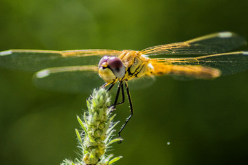 libelula