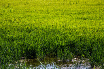 campo arrozal