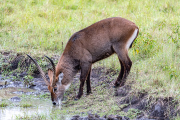 Wasserbock afrikanischer Antilopen