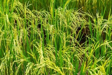 Rice field in local area of Thailand sunny day