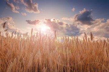 Barley field under beautiful sunset sky. Harvest concept.