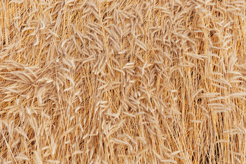 Ripe barley ears background pattern.