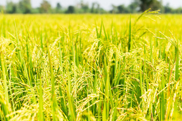 Rice field in local area of Thailand sunny day