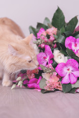 Bouquet of Flowers and a cat. Gift and pet. Orchids.