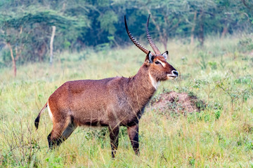 Wasserbock afrikanischer Antilopen