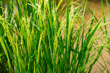 Rice field in local area of Thailand sunny day