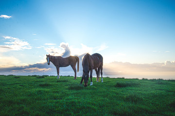 two horses on a meadow sunset