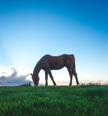 horse on the meadow