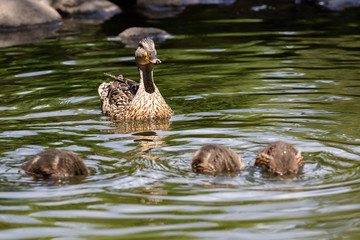 Duck with ducklings in a pond in natural habitat. Brood of growing up ducklings in summer and adult mother duck