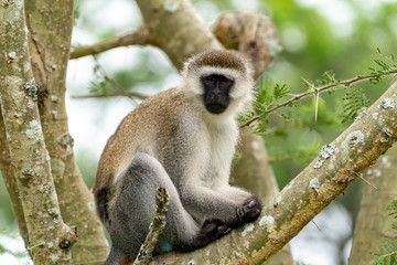 Velvet Affe Südliche Grünmeerkatze (Chlorocebus pygerythrus)