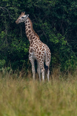 Naklejka na ściany i meble Giraffen (Giraffa)